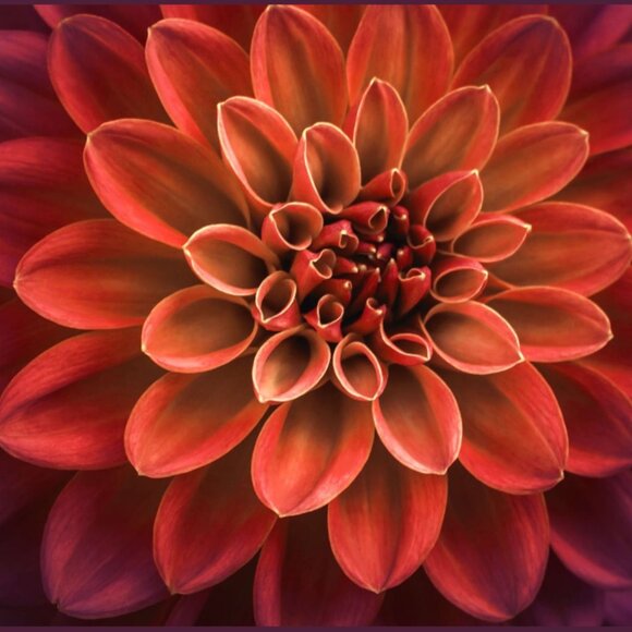 Meet your Posher, Chris - Picture 1 of 1